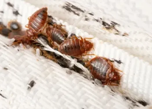 Bed Bug Treatment